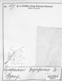 Apioperdon pyriforme image